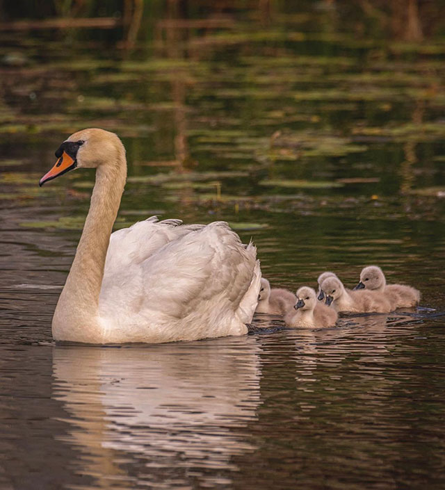 Cisne se hace cargo de sus crías tras muerte de la madre