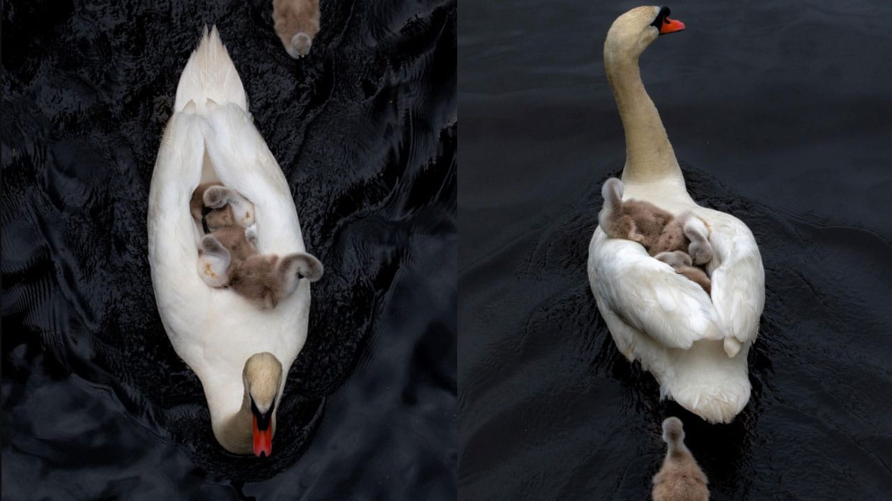 Cisne se hace cargo de sus crías tras muerte de la madre