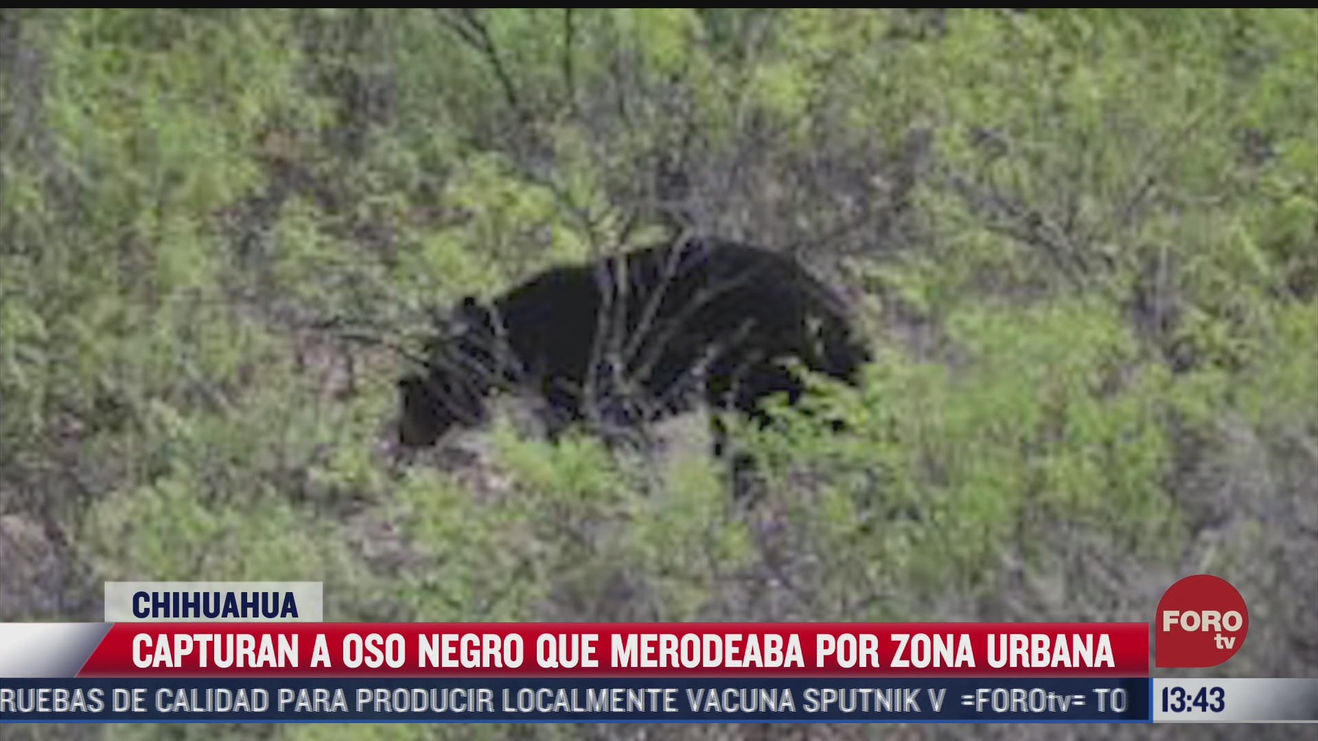 autoridades capturan a oso negro que merodeaba la ciudad en chihuahua