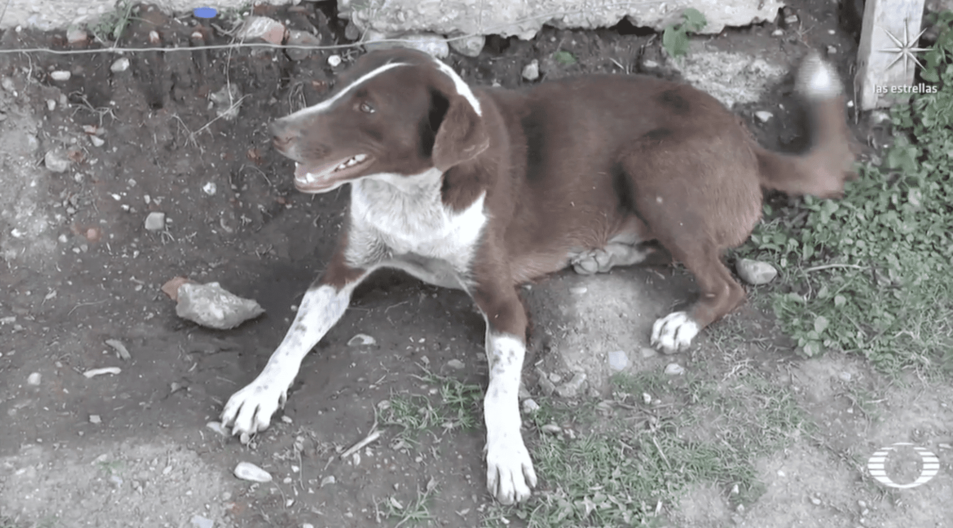 ‘Cuchufleto’, ‘el Hachiko’ de Coahuila: perrito espera en la mina de Múzquiz a minero muerto