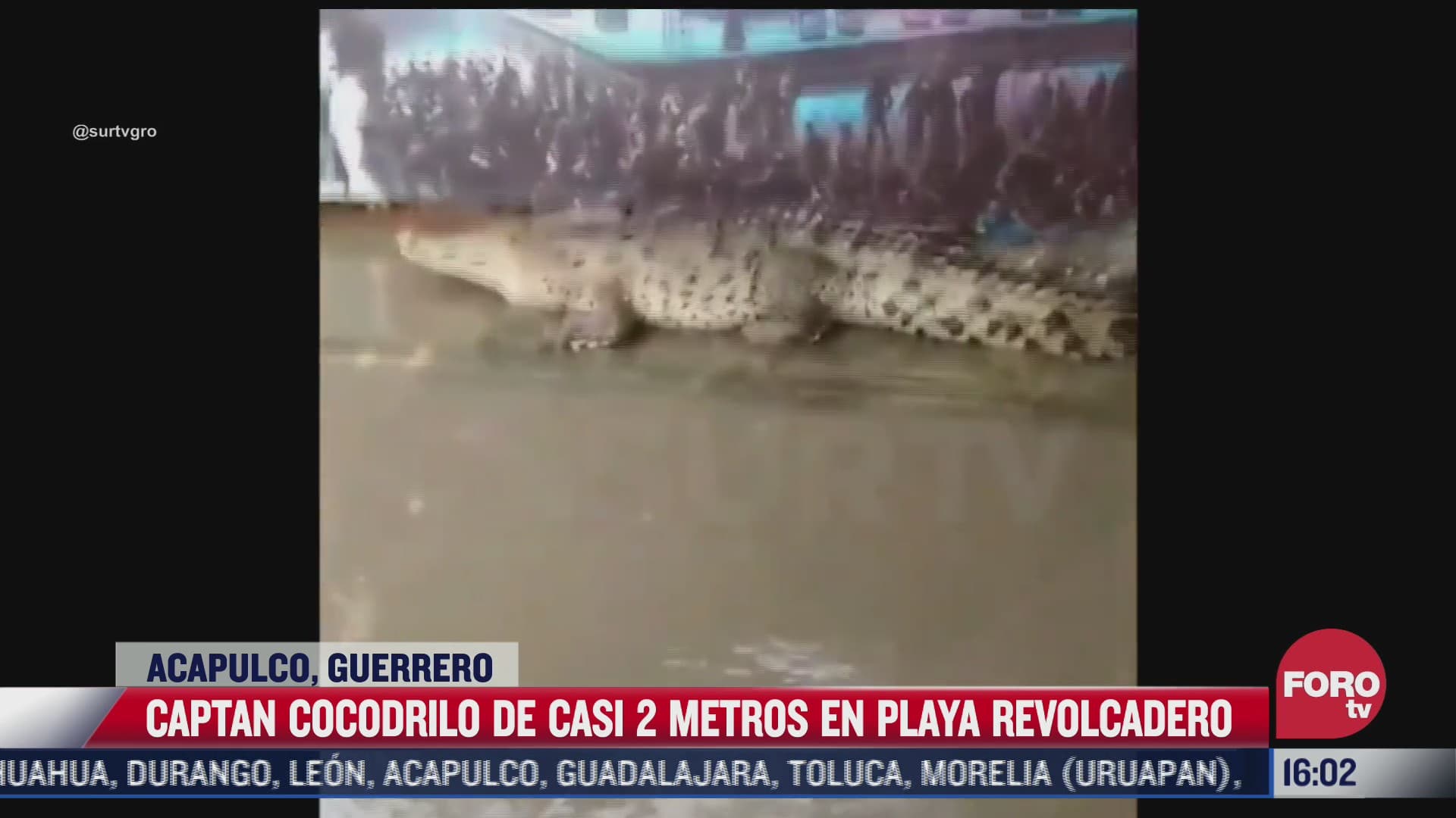 capturan cocodrilo de casi dos metros en playa de acapulco