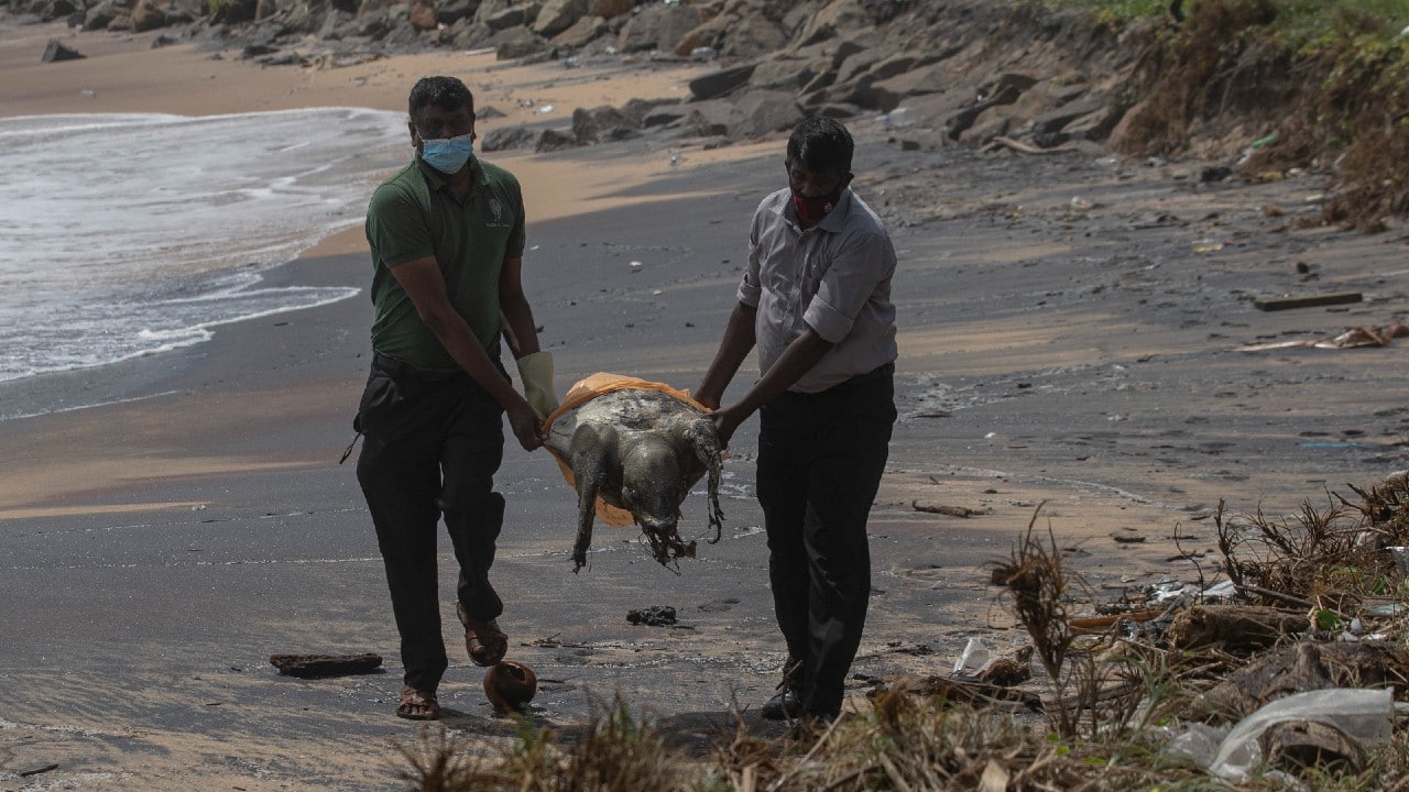 Centenas de tortugas aparecen muertas en costas de Sri Lanka tras incendio de barco