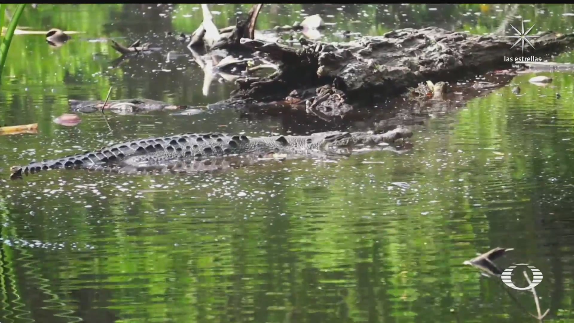 cocodrilo ataca a gemelas inglesas en laguna de manialtepec