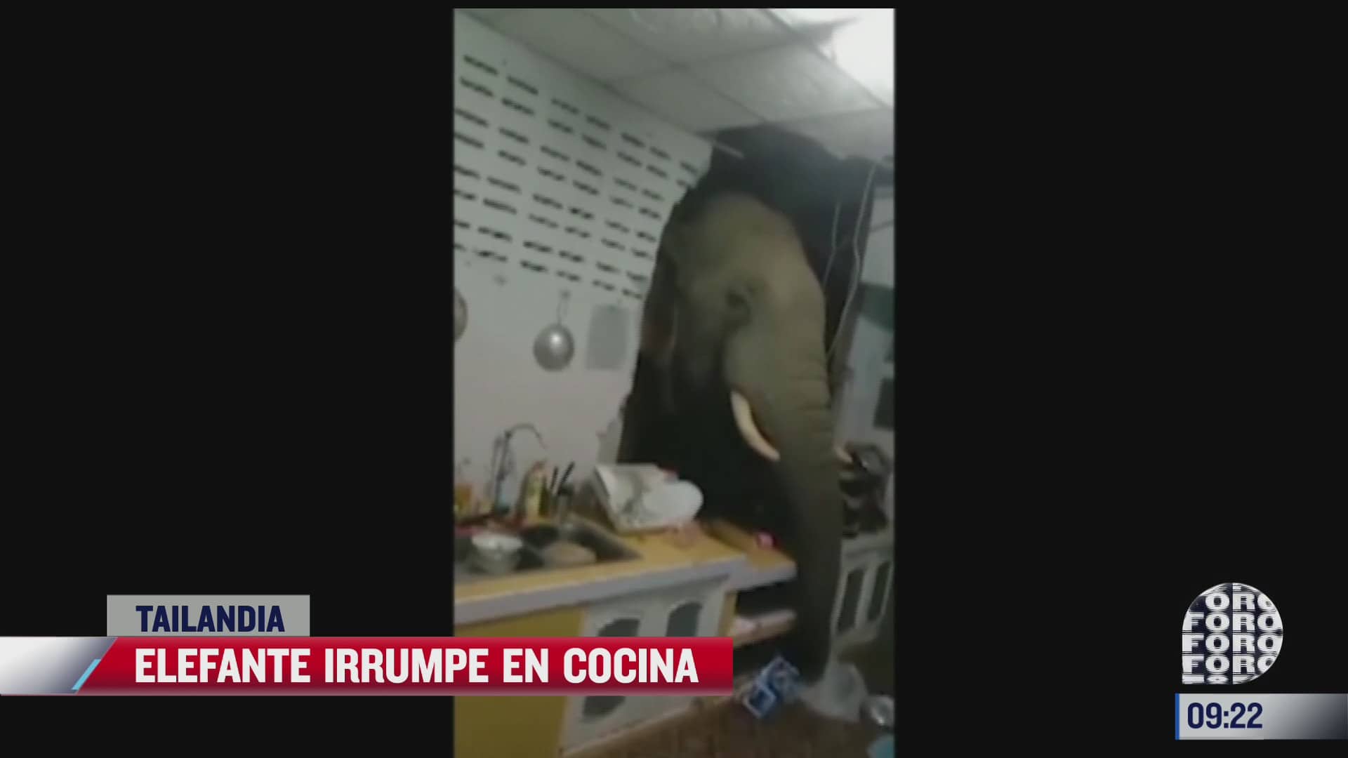 elefante destruye pared para comer arroz de una cocina