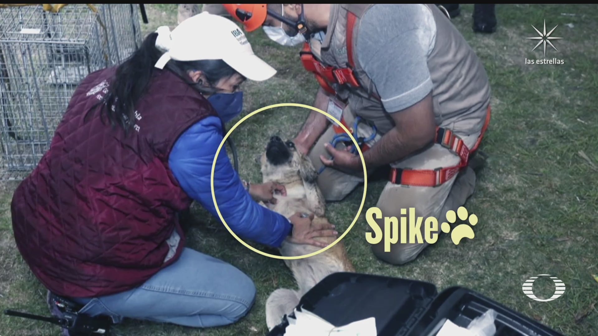 En 20 minutos rescataron a los perritos que cayeron a socavón en Puebla