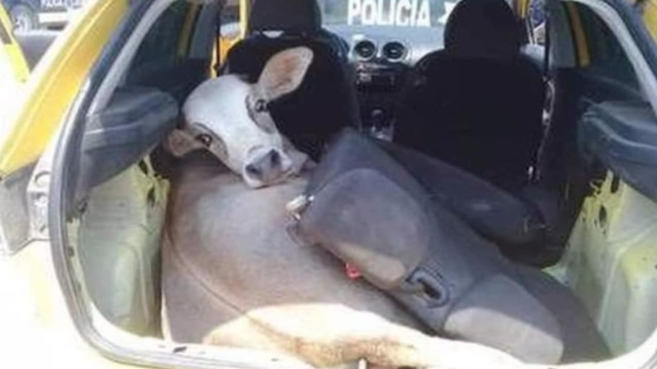 Foto: Policías encuentran a vaca robada en Tabasco