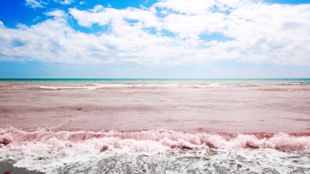 Marea Roja afecta costas del Istmo de Oaxaca; prohíben consumo y extracción de moluscos
