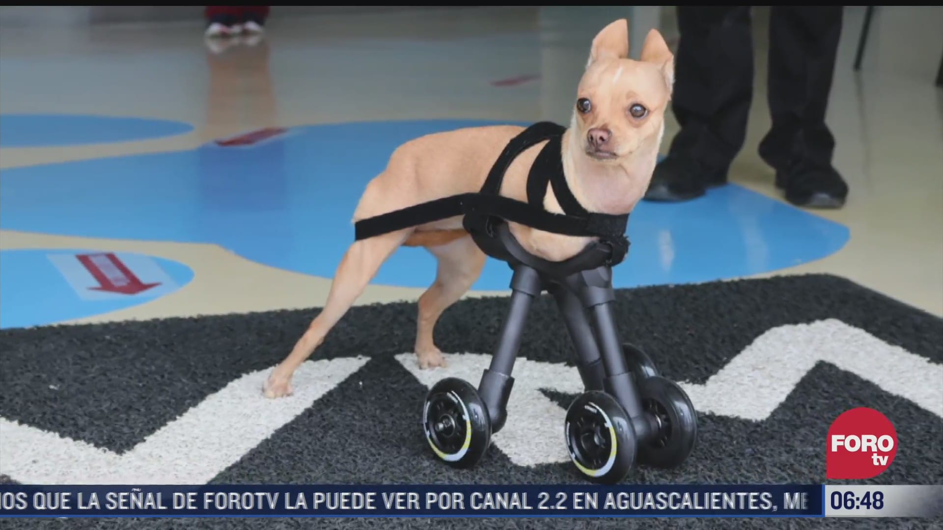 mexicanos desarrollan dispositivos para ayudar a mascotas con discapacidad