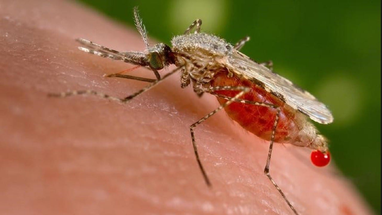 Vacuna candidata para la malaria da resultados prometedores