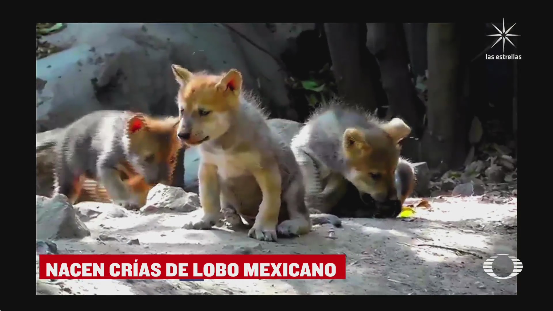 nacen cinco lobos mexicanos en el zoologico de chapultepec