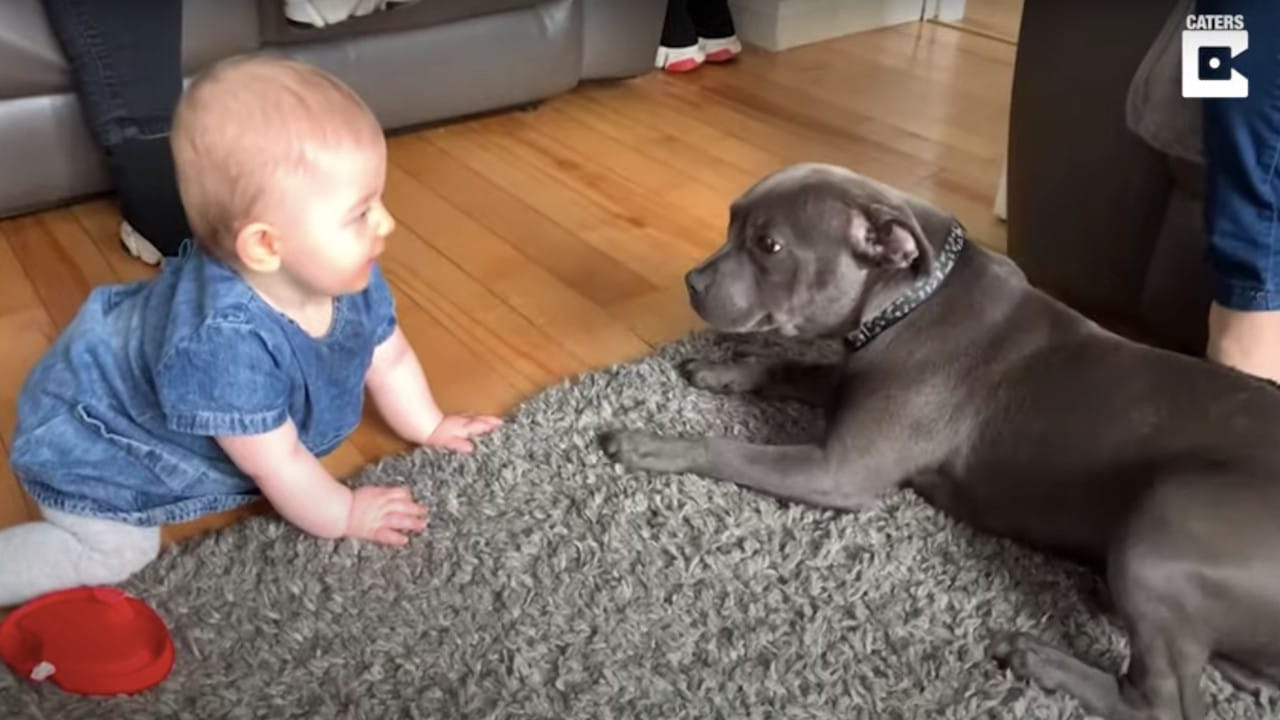 La reacción de una perrita al conocer a una bebé de 8 meses