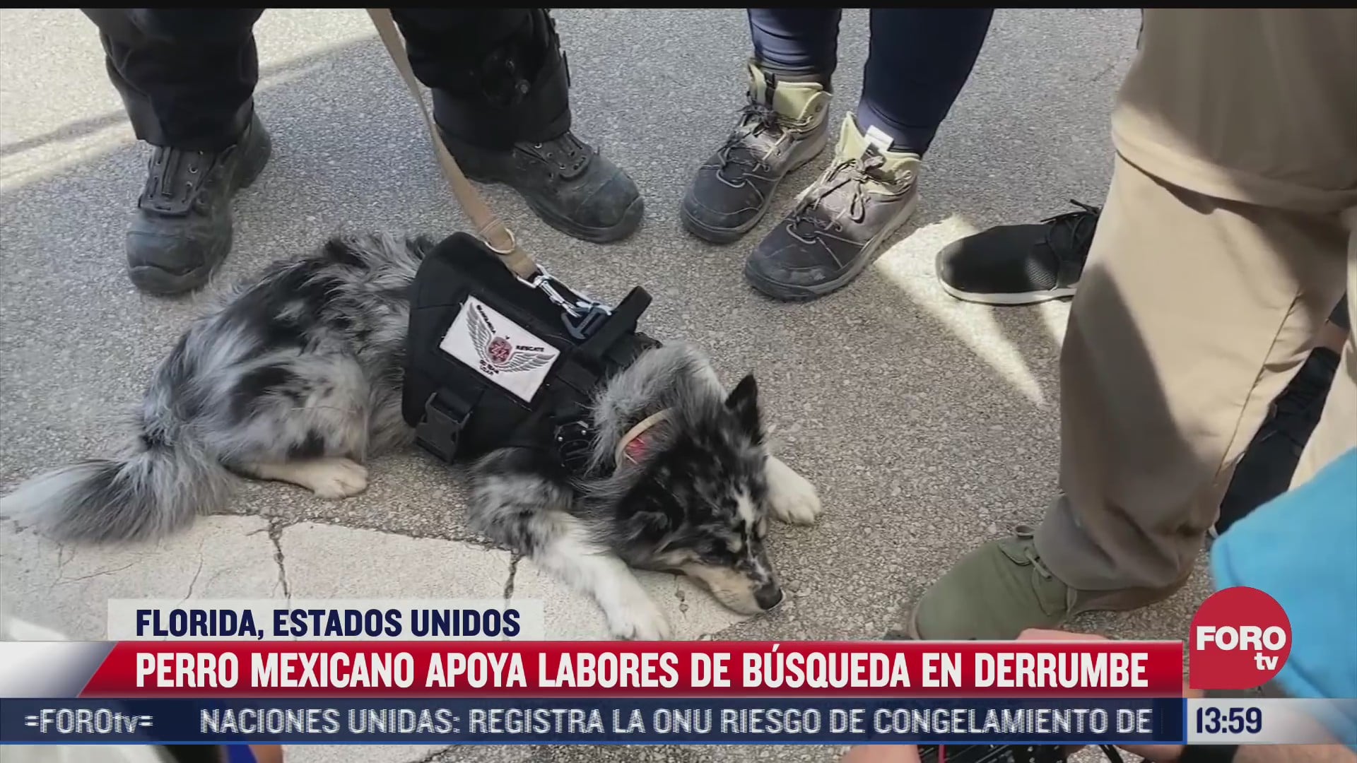 perro mexicano apoya labores de busqueda en derrumbe de miami