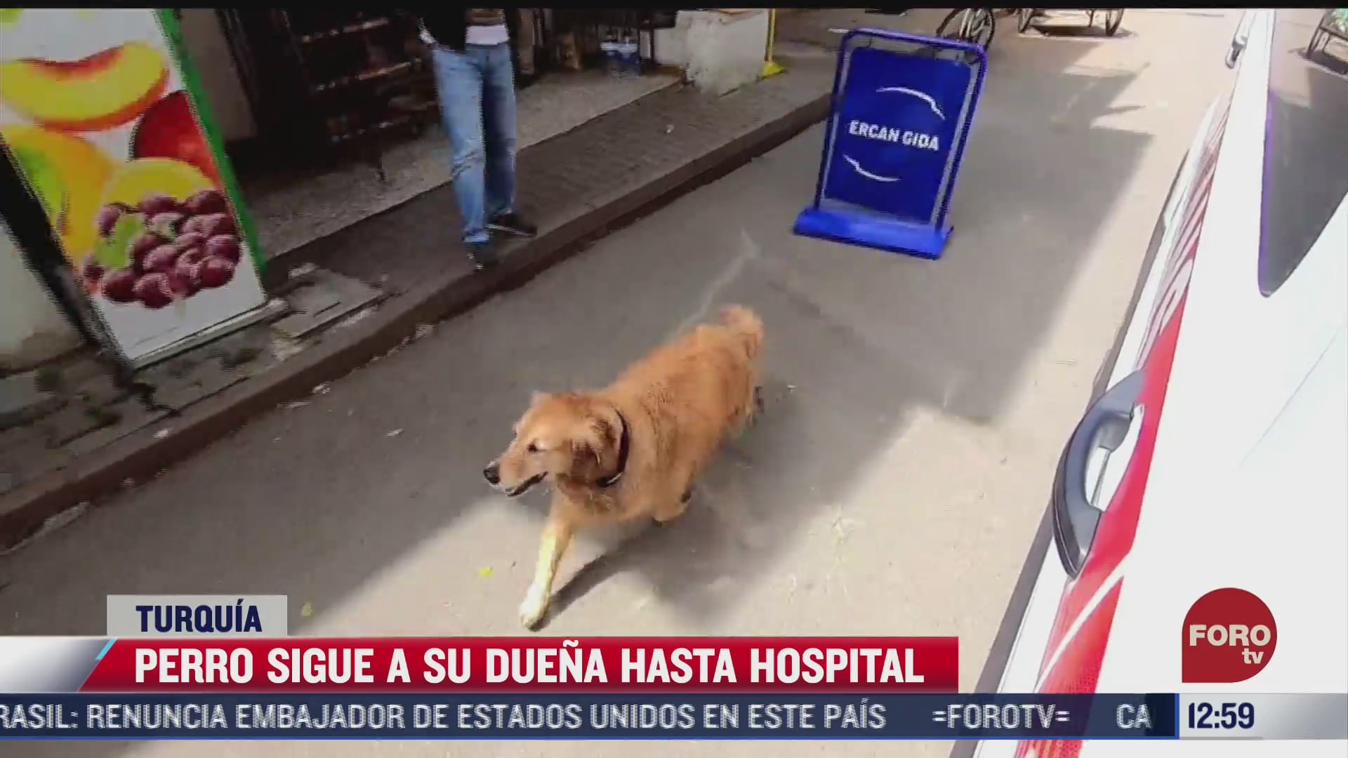 perro persigue ambulancia donde era trasladada su duena