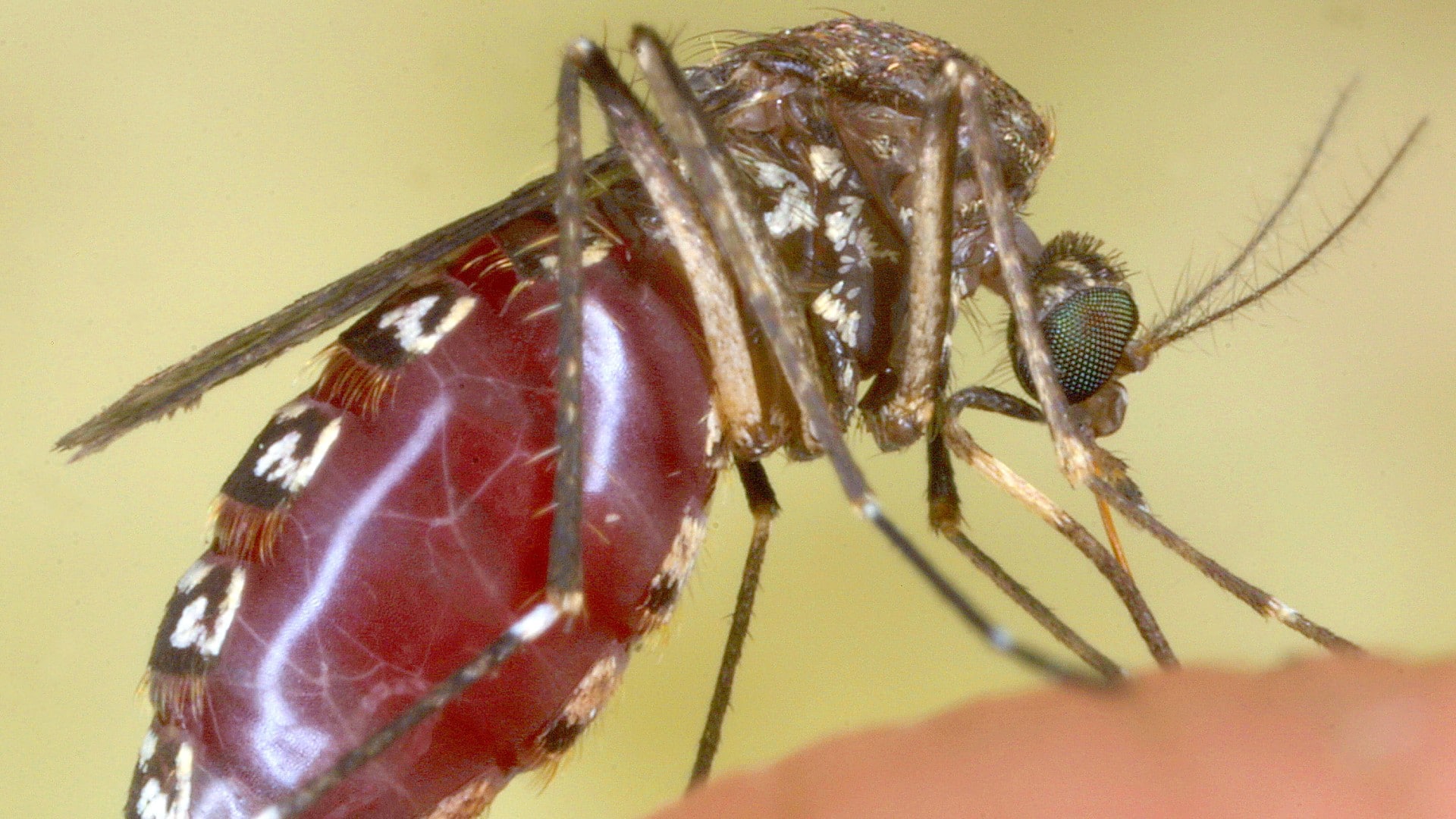 Plaga de mosquitos invade Campeche tras las lluvias