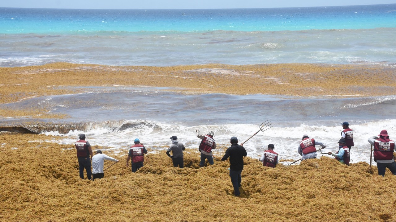 Trabajadores de la Zona Federal Marítimo Terrestre (Zofemat) realizan la limpieza del exceso de sargazo en las costas de la playa Marlín