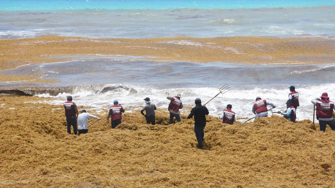 Sargazo regresa a las playas de Quintana Roo