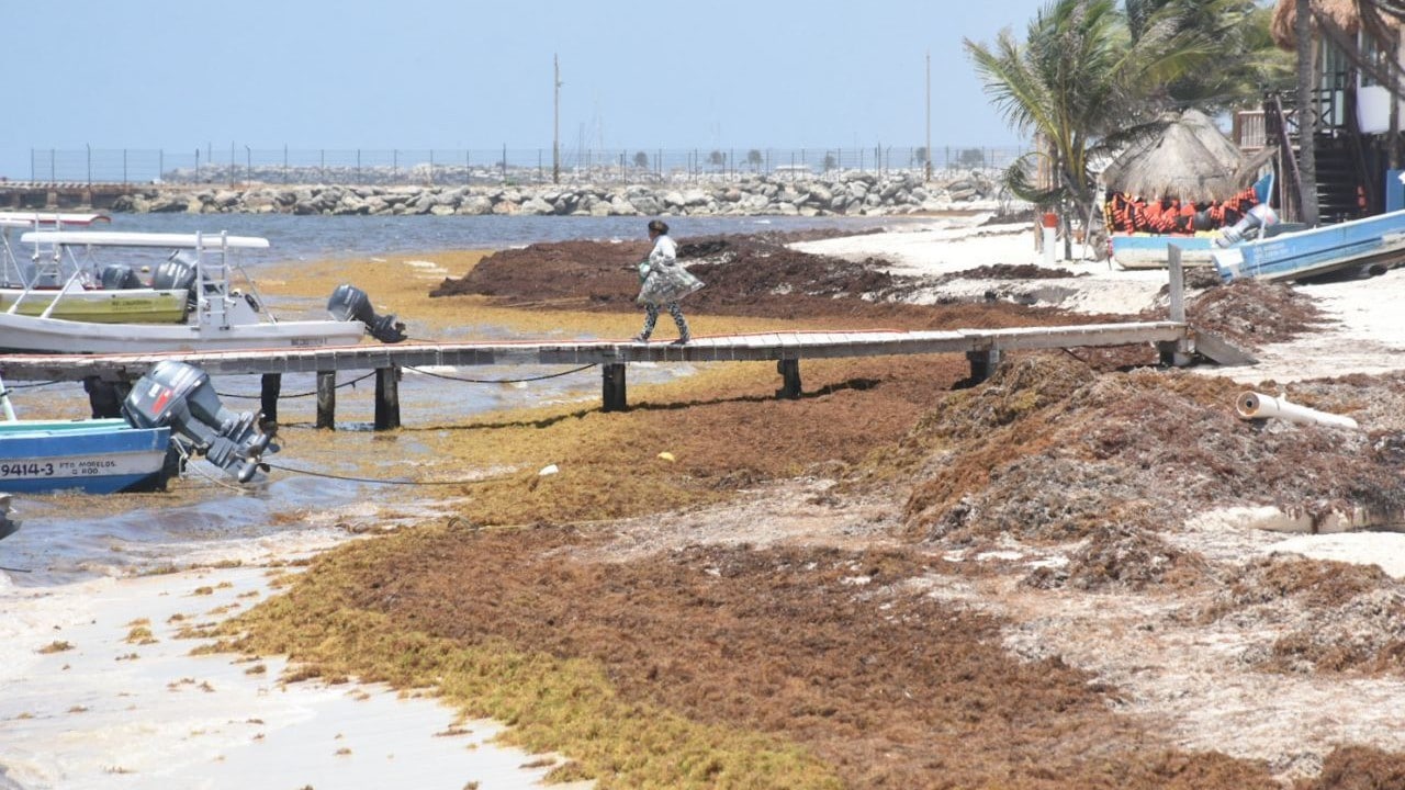 Playas de Puerto Morelos continúa invadidas por el sargazo (Cuartoscuro)
