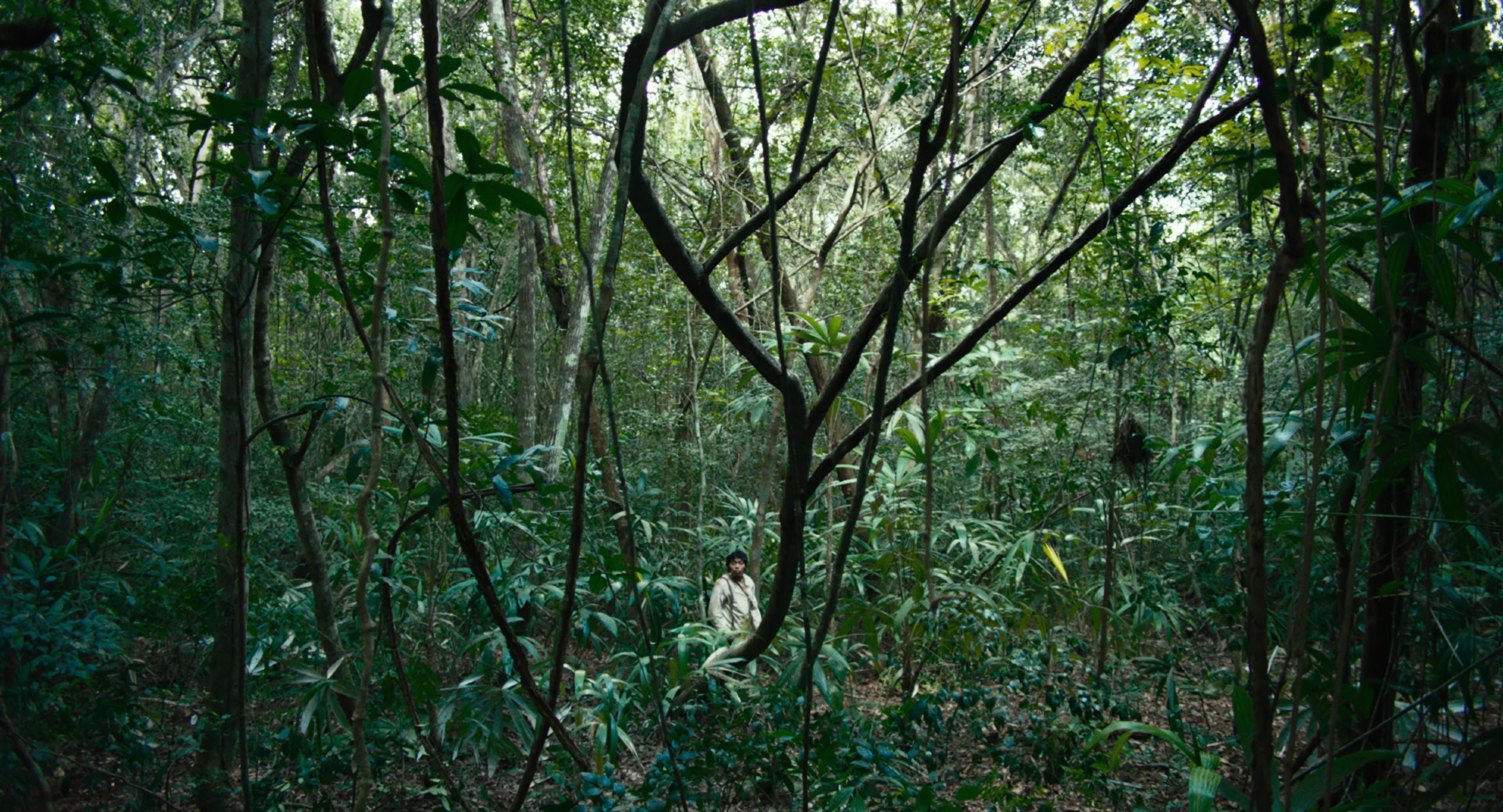 Selva Tragica Film Pelicula Yulene Olaizola