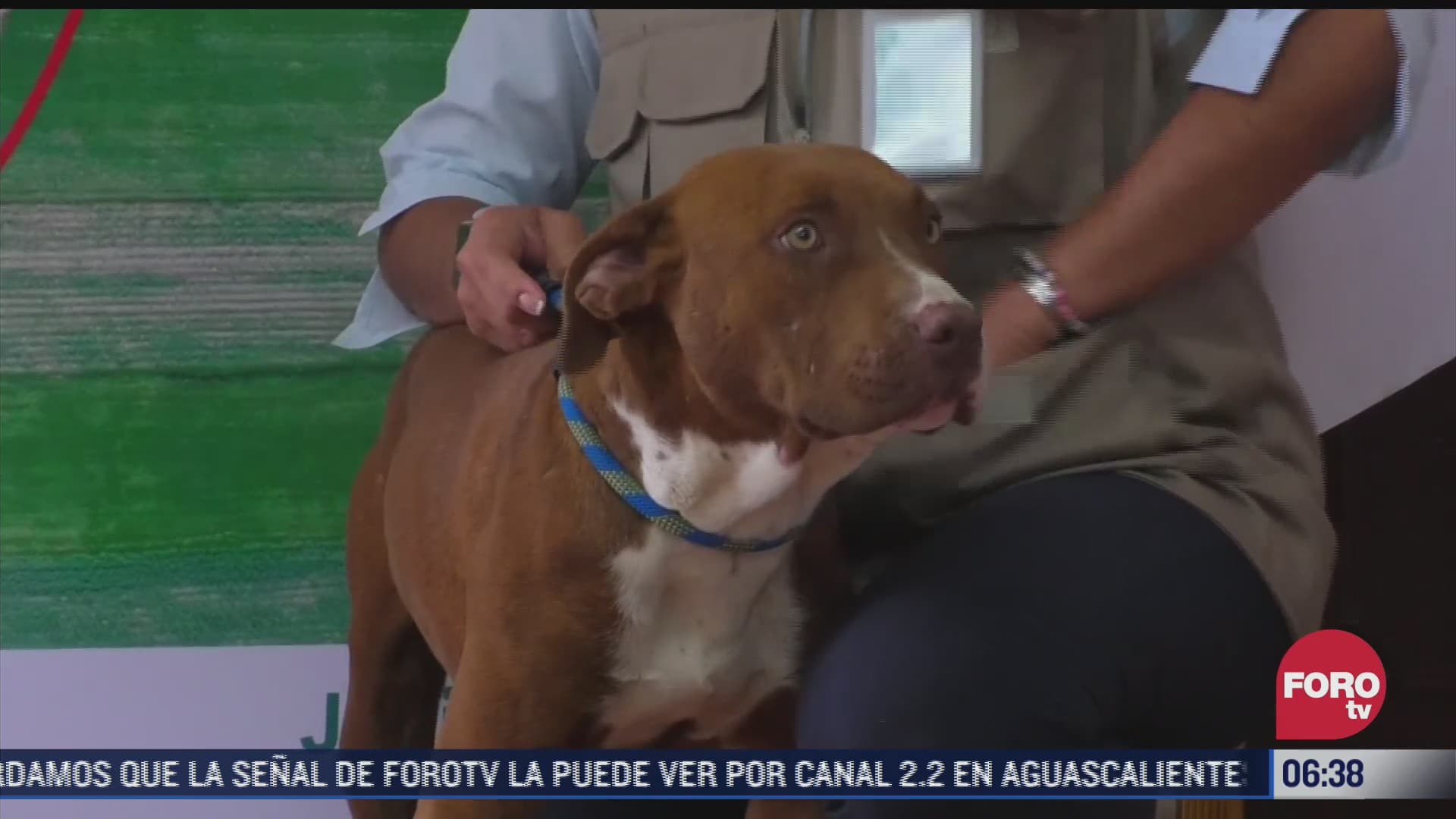 spay perro que cayo a socavon en zacatepec regresa con su familia