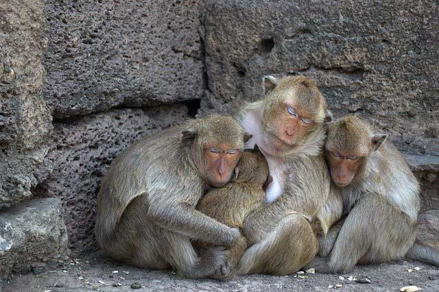 China informa primera muerte humana por virus del mono B