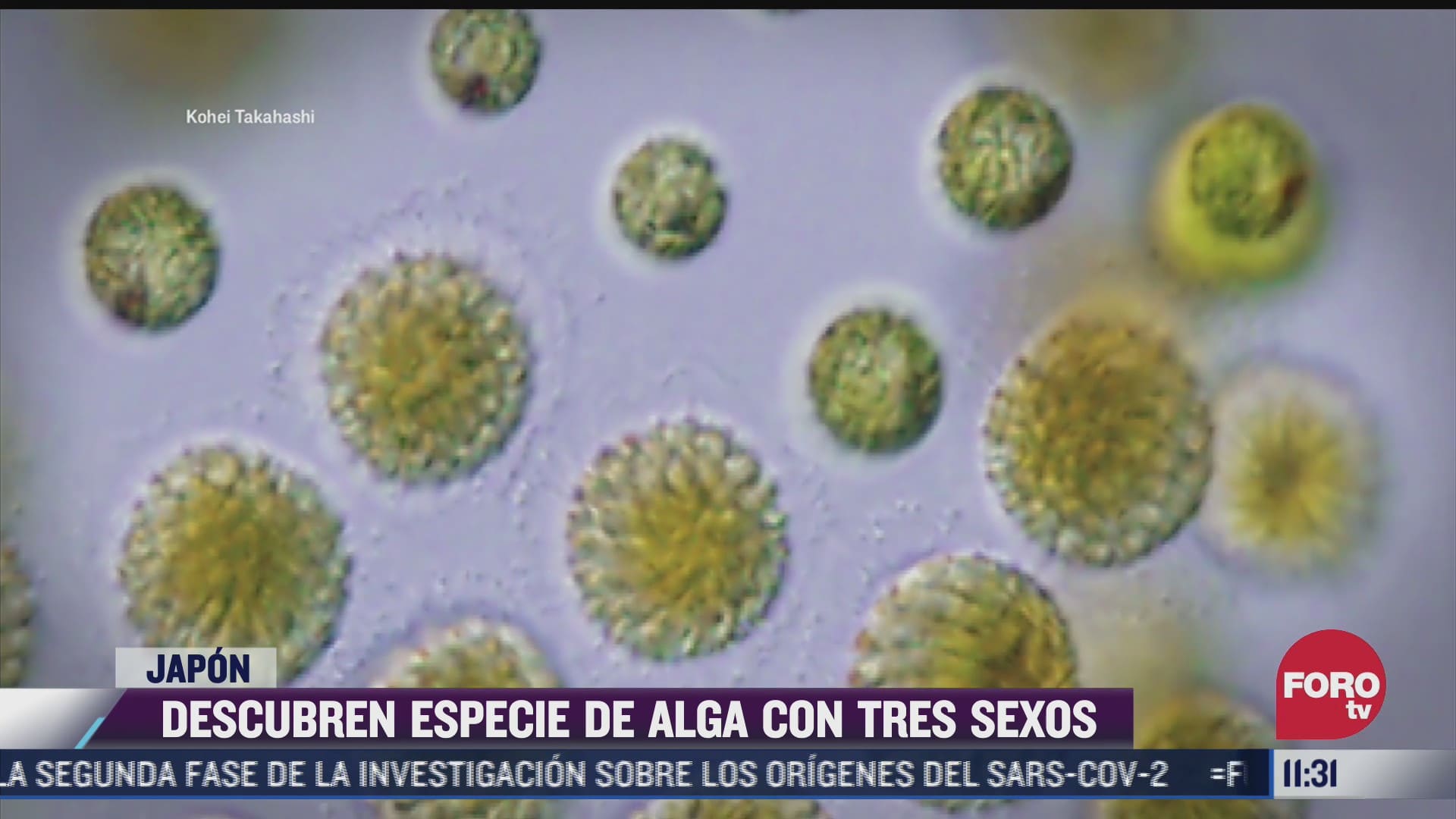 descubren especie de alga con tres sexos