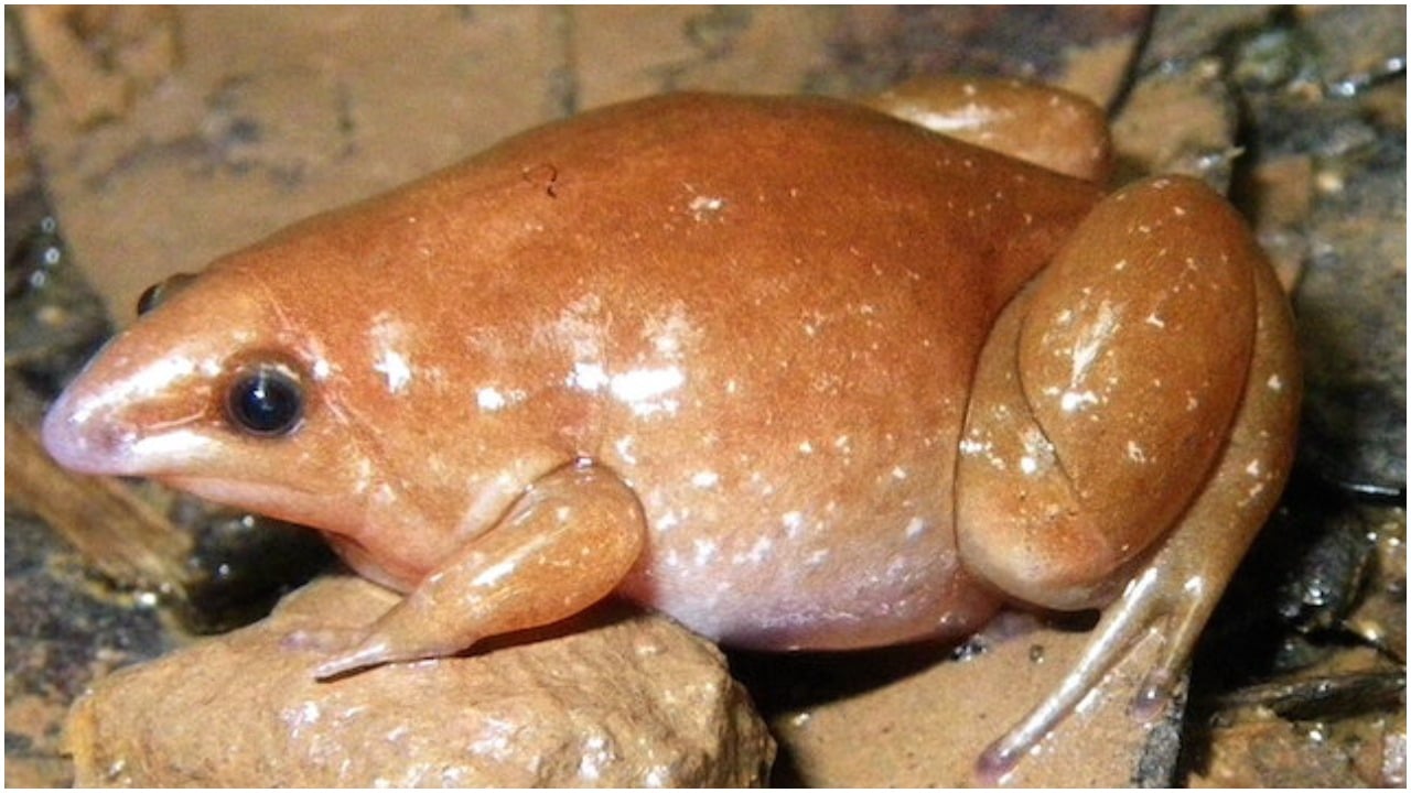 Descubren rana zombie, nueva especie de anfibio en el Amazonas