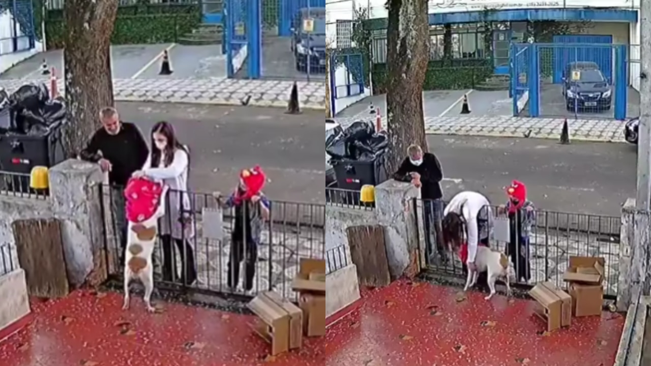 Video: Regalan suéter a perrito al que le robaron su playera
