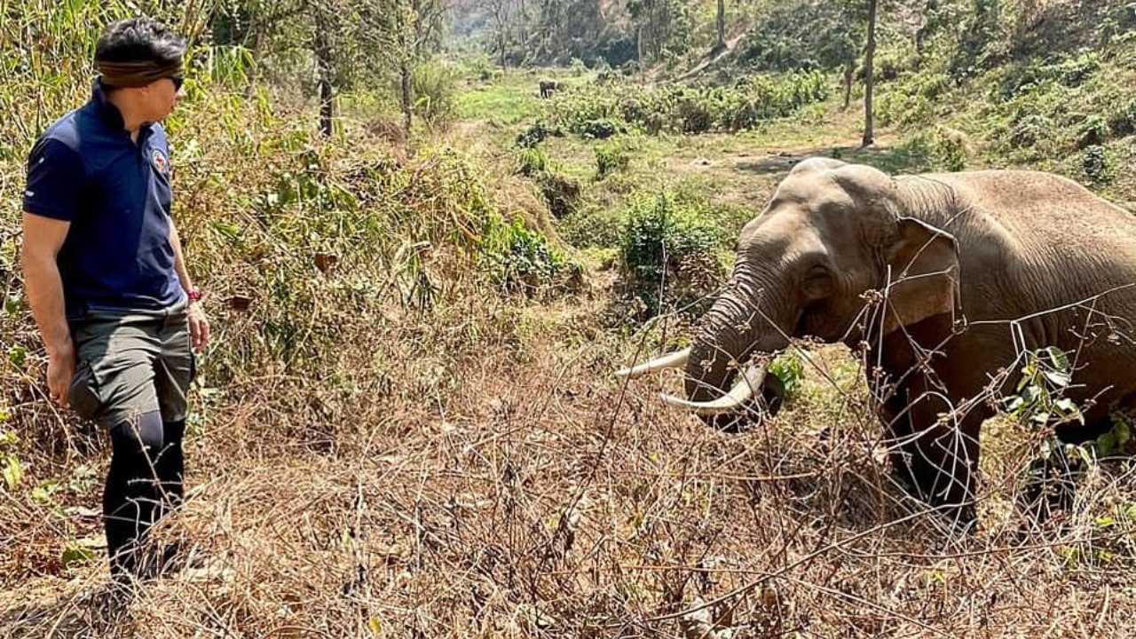 Reencuentro entre elefante y veterinario se vuelve viral