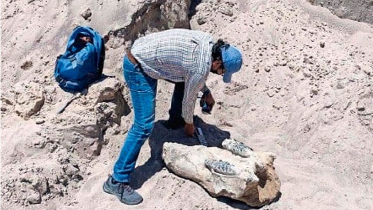 Hallan restos óseos de un mastodonte en Chihuahua