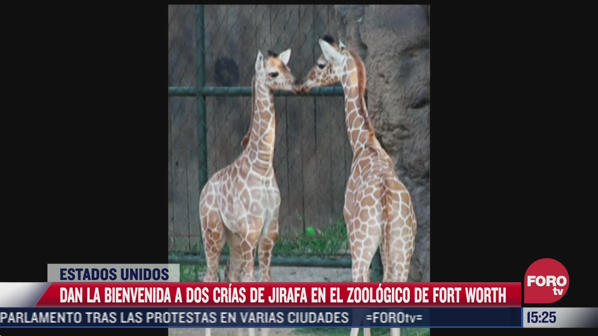 jirafas dan sus primeros pasos en zoologico de dallas