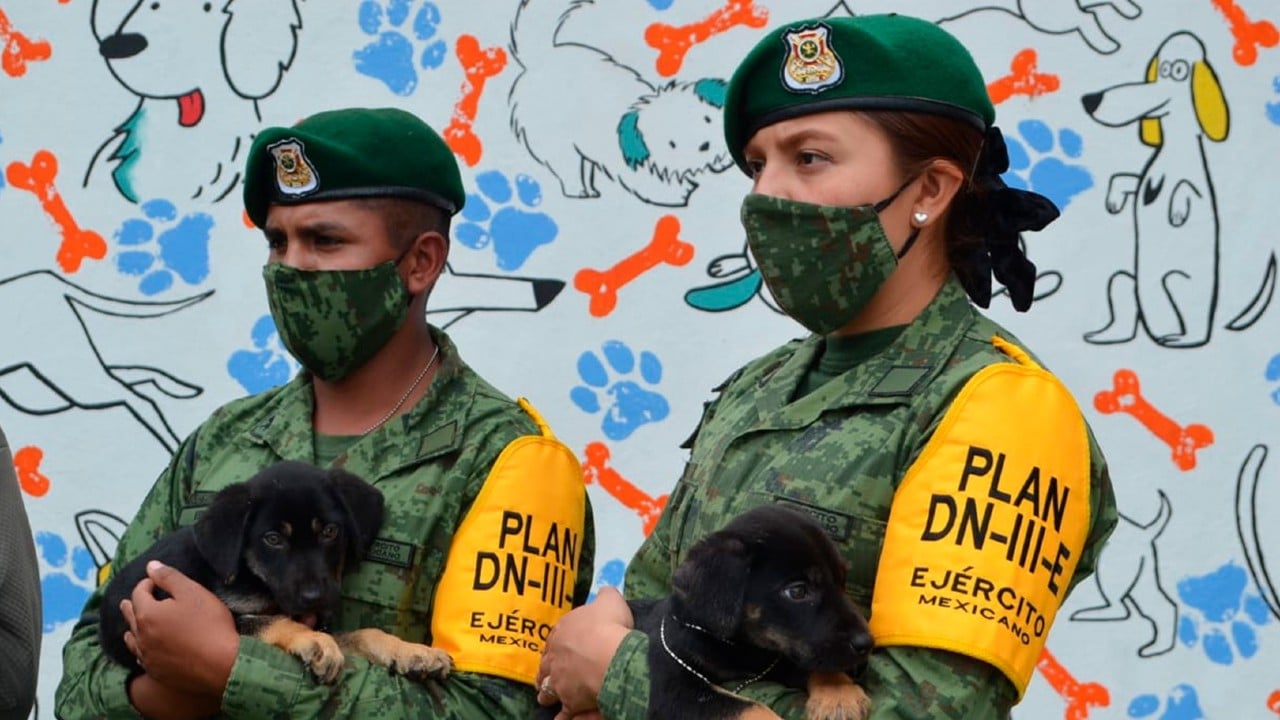 Militares del Aeropuerto de Santa Lucía crean refugio para perritos abandonados y darlos en adopción
