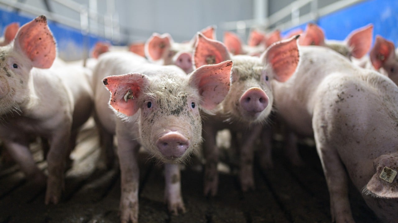 Alertan a México y Centroamérica por brote de peste porcina africana