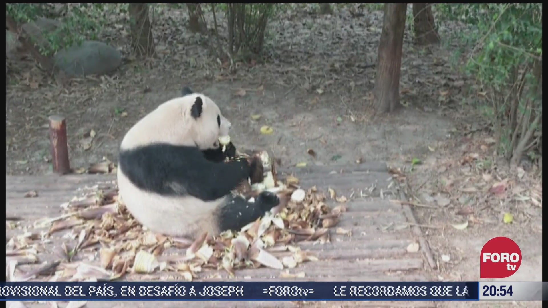 pandas gigantes dejaron de considerarse como especie en peligro de extincion