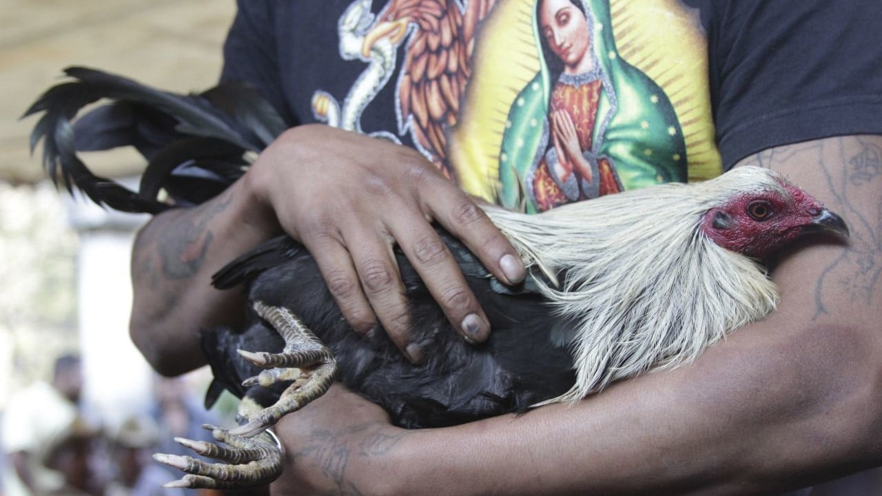 Pelea de gallos en México (Cuartoscuro, archivo)