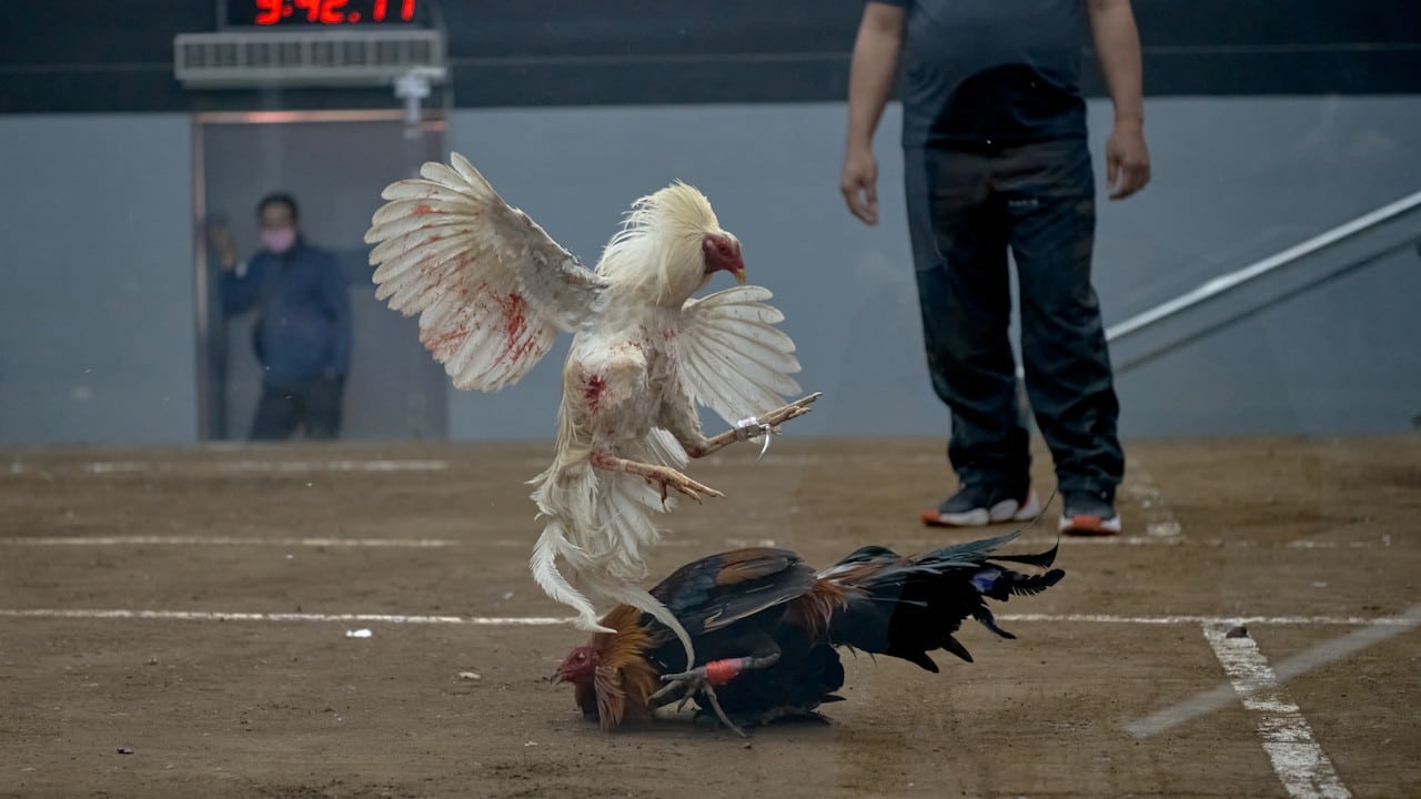 Espectadores durante una pela de gallos (Getty Images)