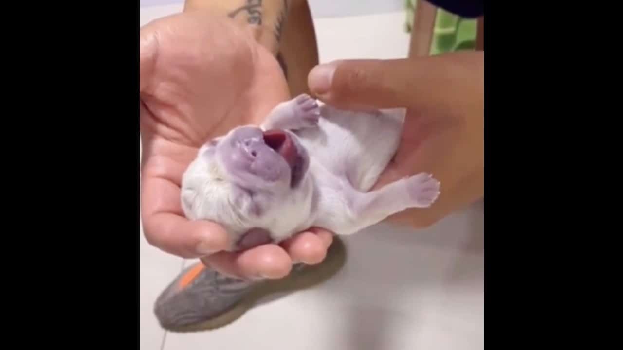 Video: Perrito que aparentemente había nacido muerto es reanimado