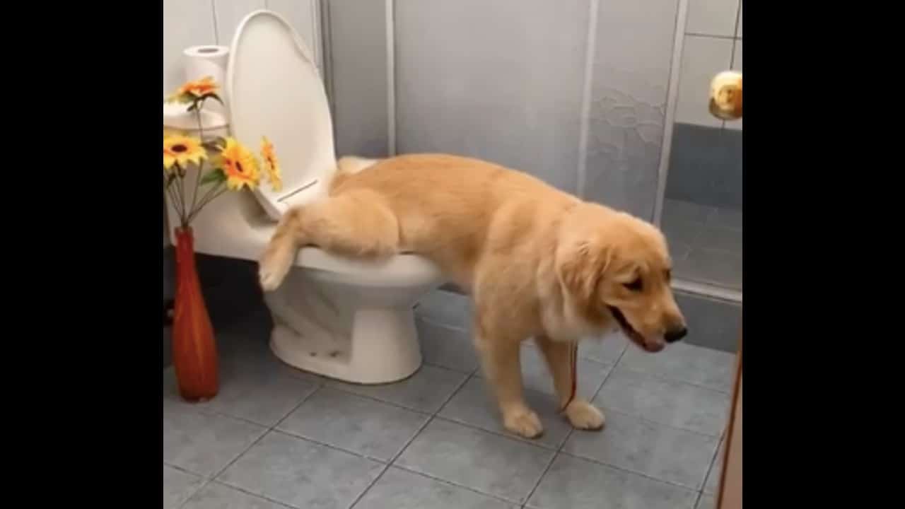 Video: Perrito aprende a orinar en el baño