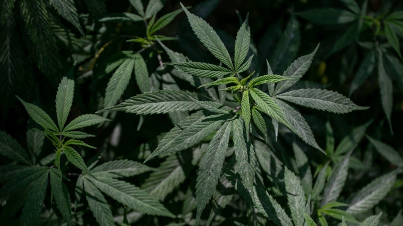 SCJN fallo despenalización del uso lúdico de marihuana