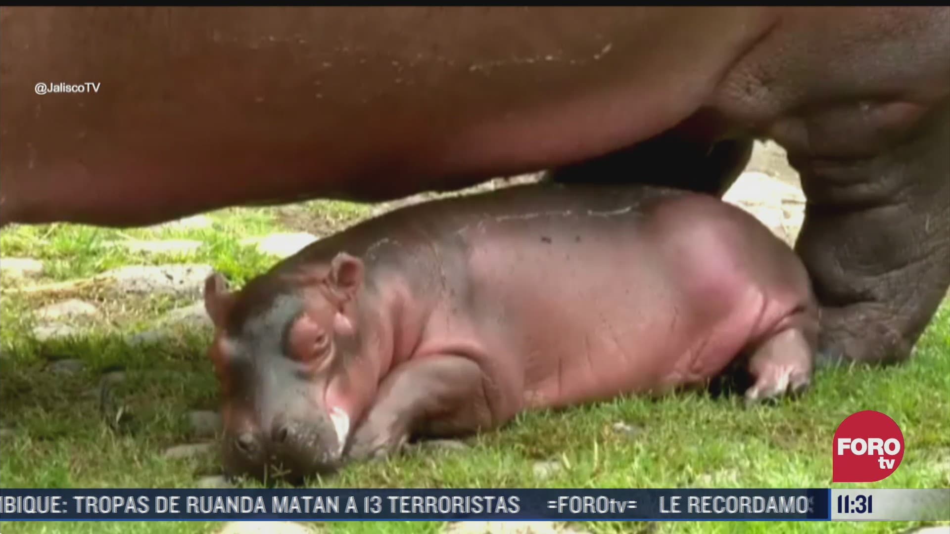 presentan a hipopotamo bebe en zoologico