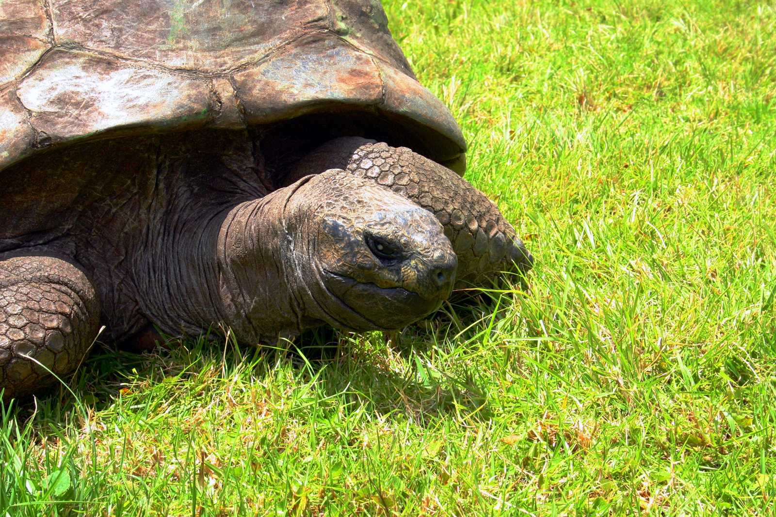 Tortuga más vieja del mundo cumplirá 190 años