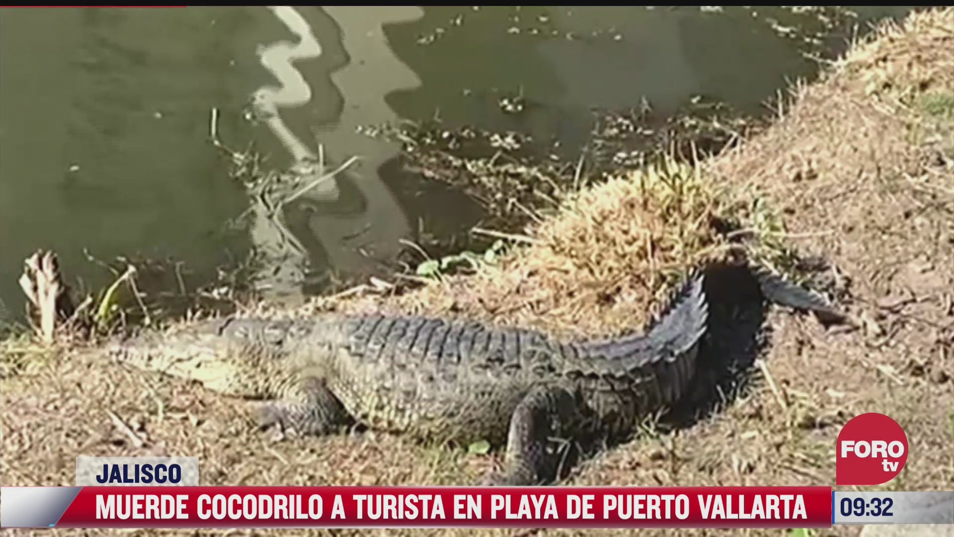 video cocodrilo muerde a turista en playa de puerto vallarta