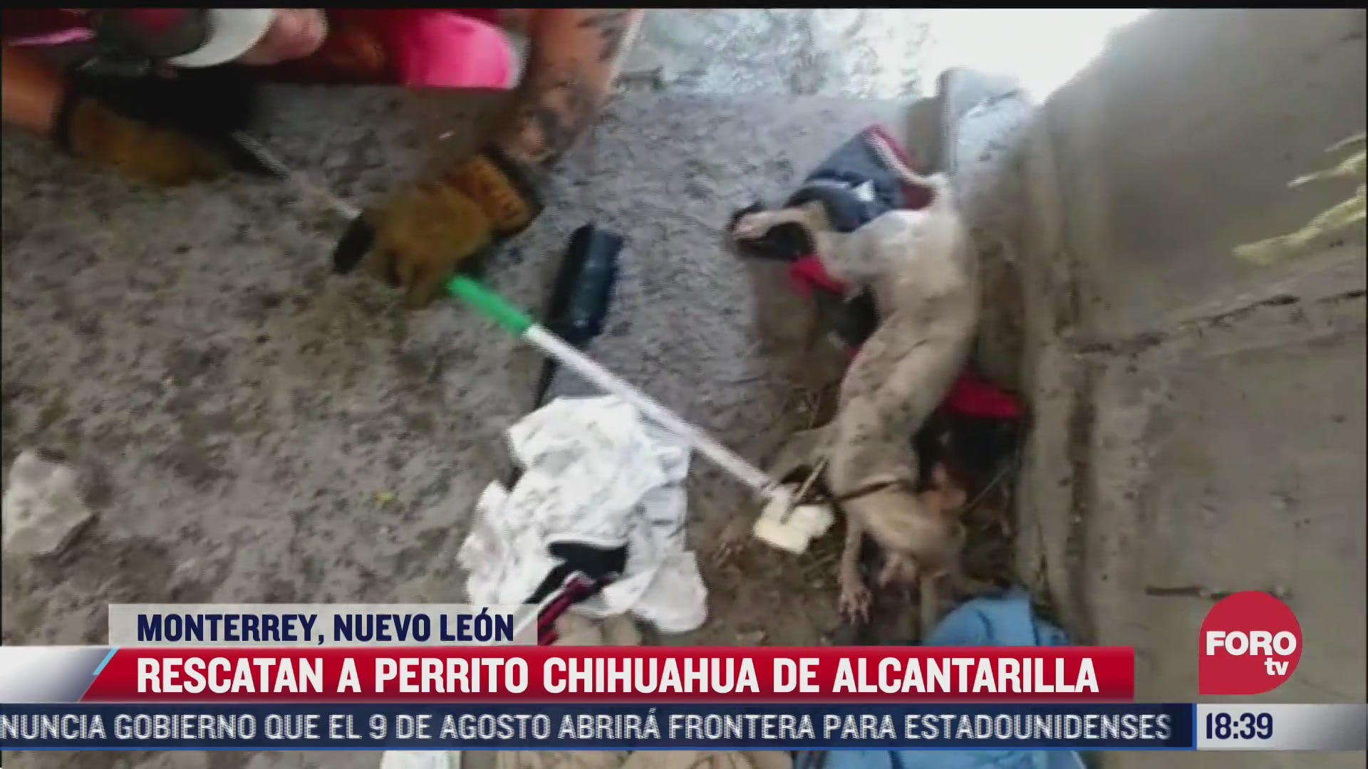 video rescatan a perro chihuahua que paso una semana atrapado en alcantarilla