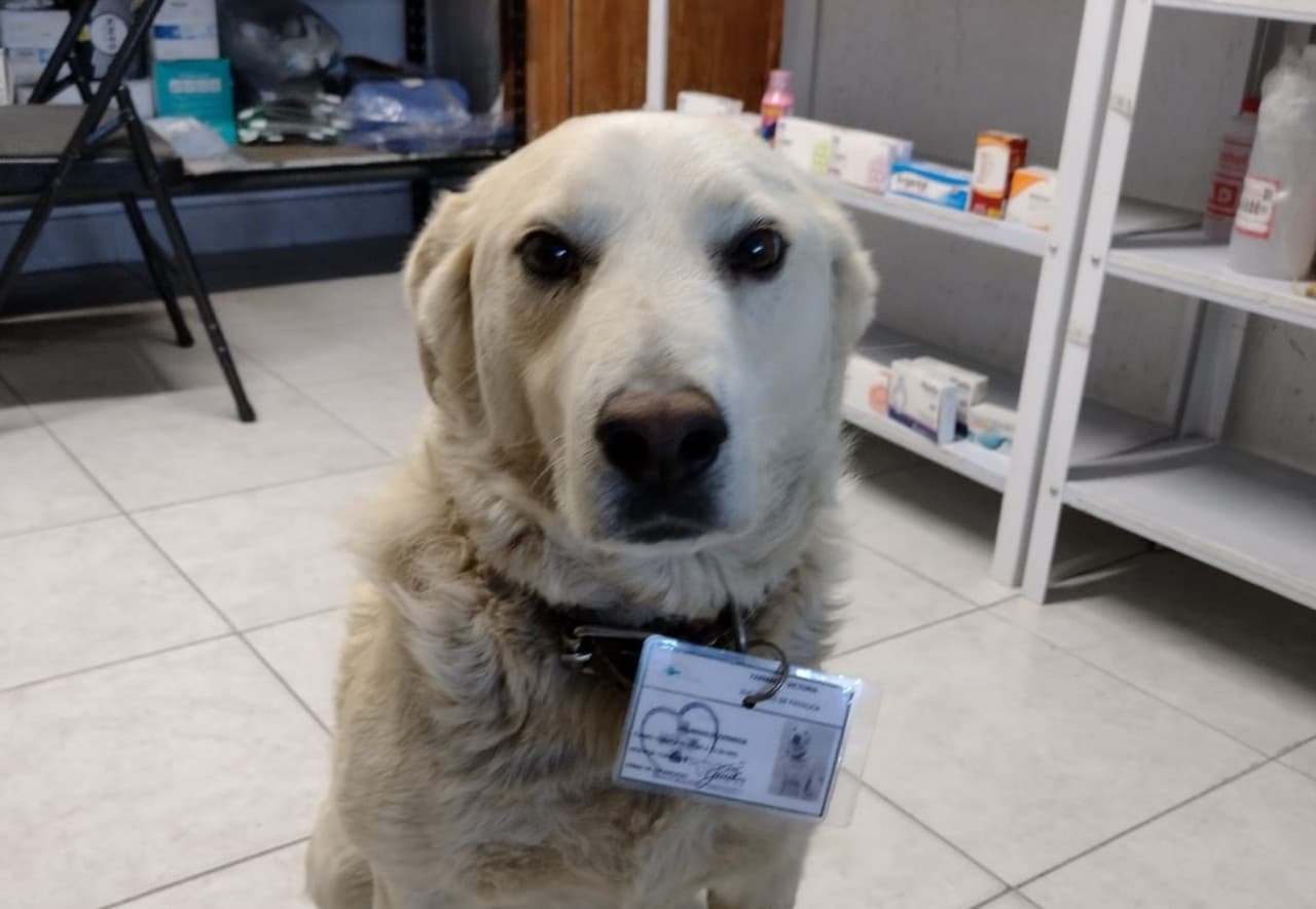 Farmacia de Pachuca contrató a perro como jefe de seguridad