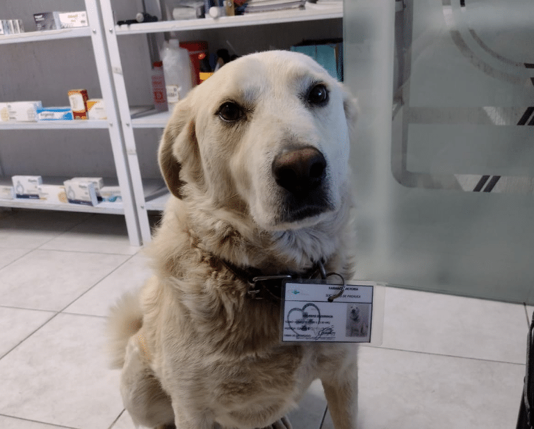 Farmacia de Pachuca contrató a perro como jefe de seguridad