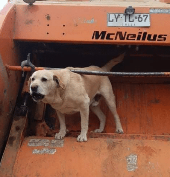 Perro recolector de basura se vuelve viral en Chile