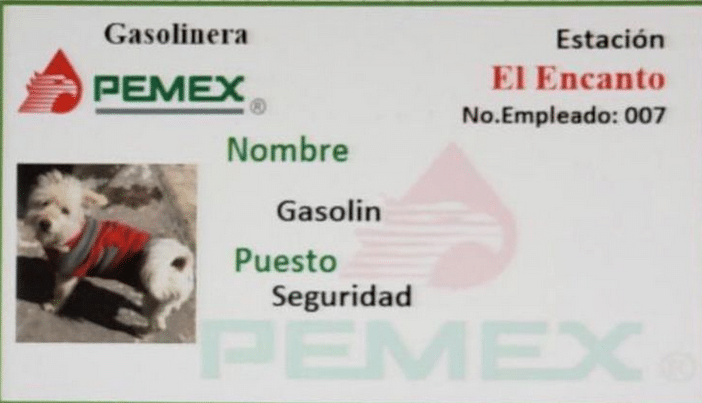 'Gasolín', el perro que trabaja en una gasolinera de Tecate