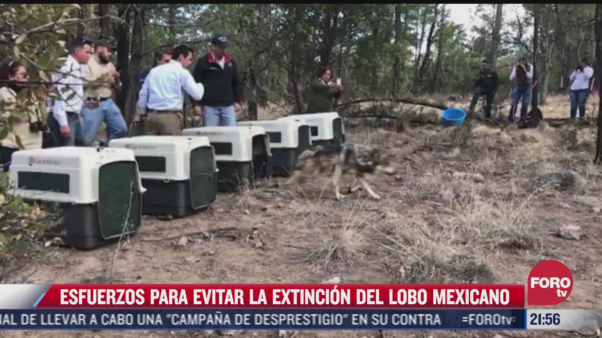 activistas trabajan por el rescate del lobo mexicano