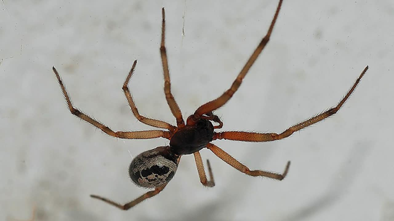 Arañas gigantes urgidas por sexo invadirán casas Reino Unido