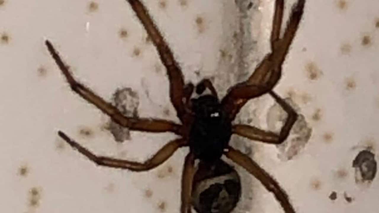 Arañas gigantes urgidas por sexo invadirán casas Reino Unido