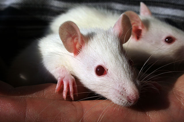 COVID-19 Estudio revela variante Beta afecta a ratones